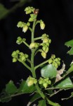 Rinorea arborea