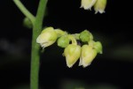 Rinorea arborea