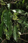 Rinorea arborea
