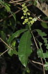 Rinorea arborea