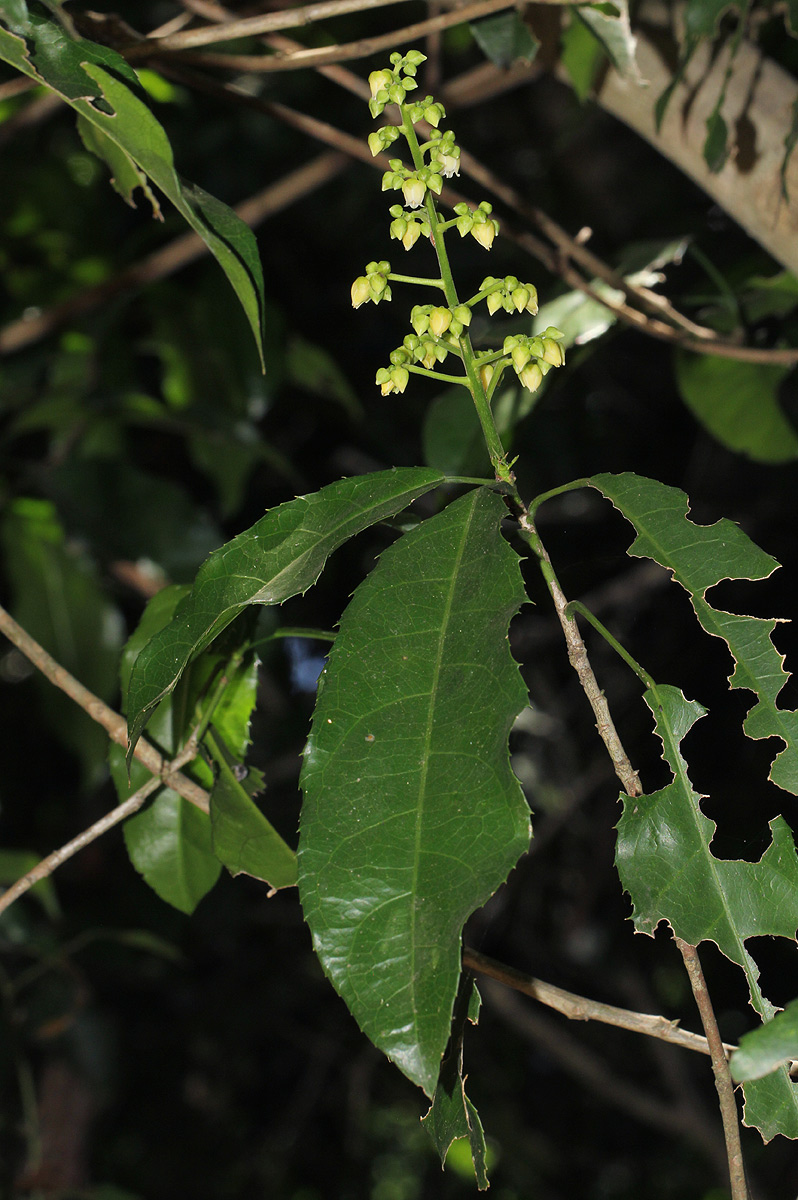 Rinorea arborea