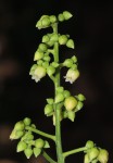 Rinorea arborea
