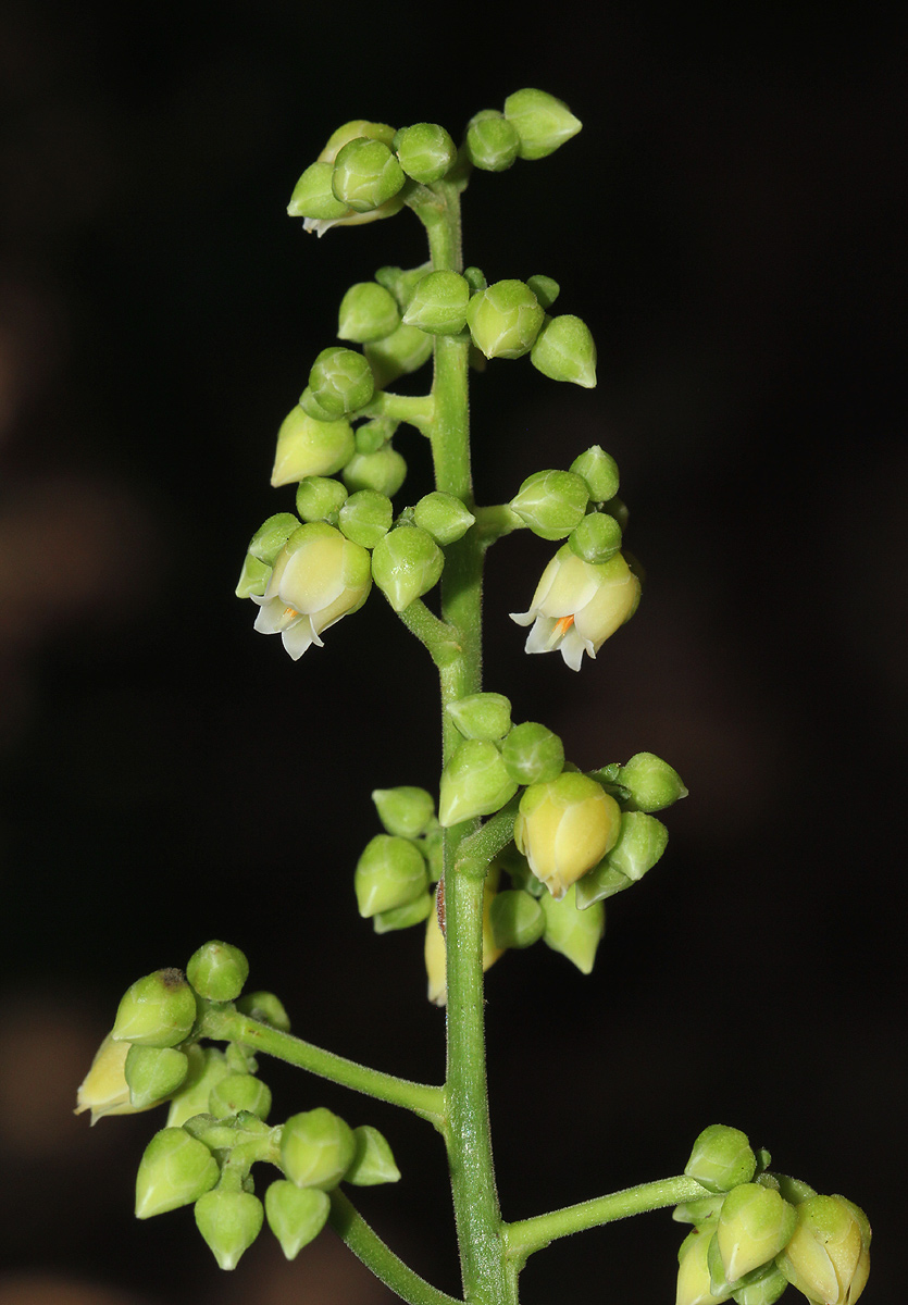 Rinorea arborea