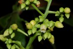 Rinorea arborea