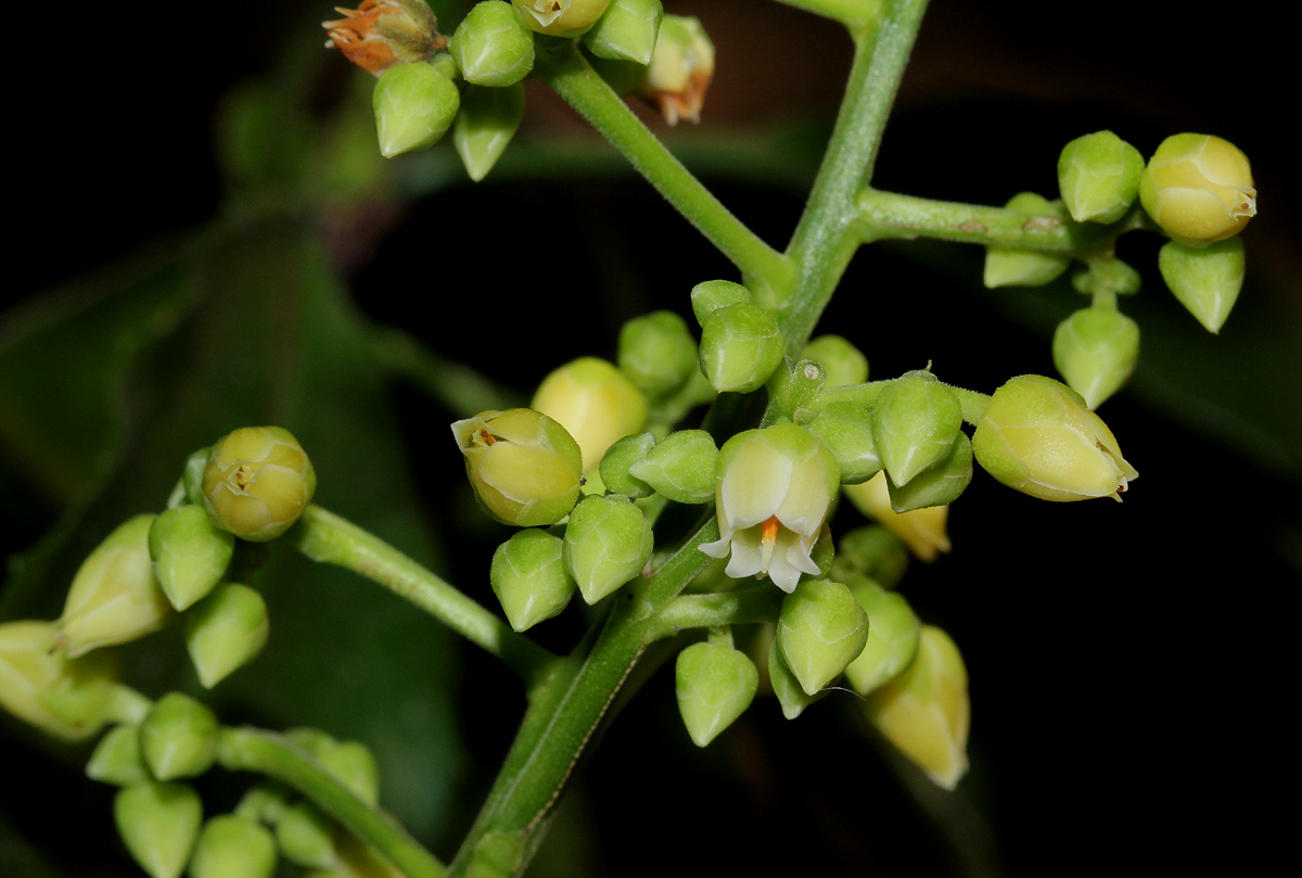 Rinorea arborea