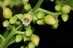 Rinorea arborea