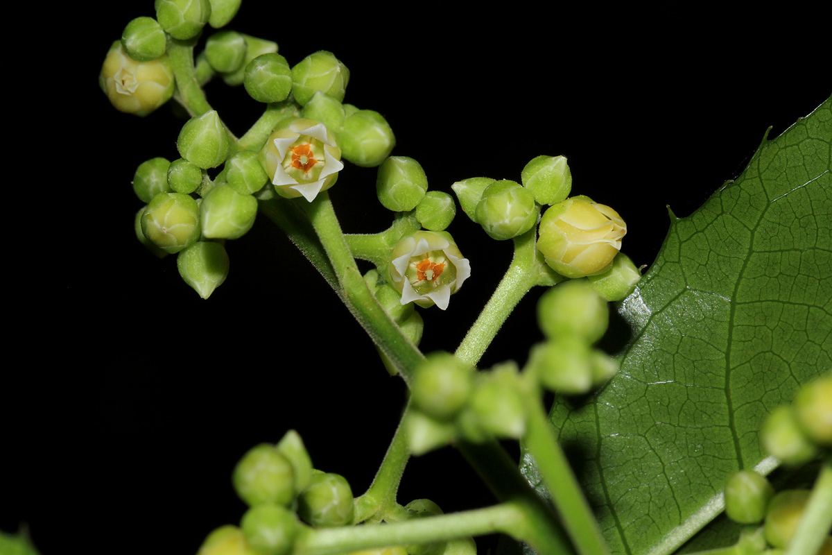 Rinorea arborea