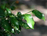 Rinorea elliptica