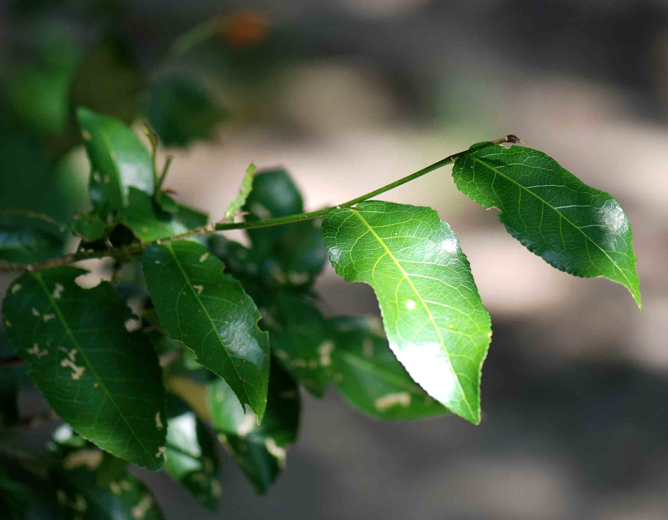 Rinorea elliptica