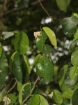 Rinorea elliptica