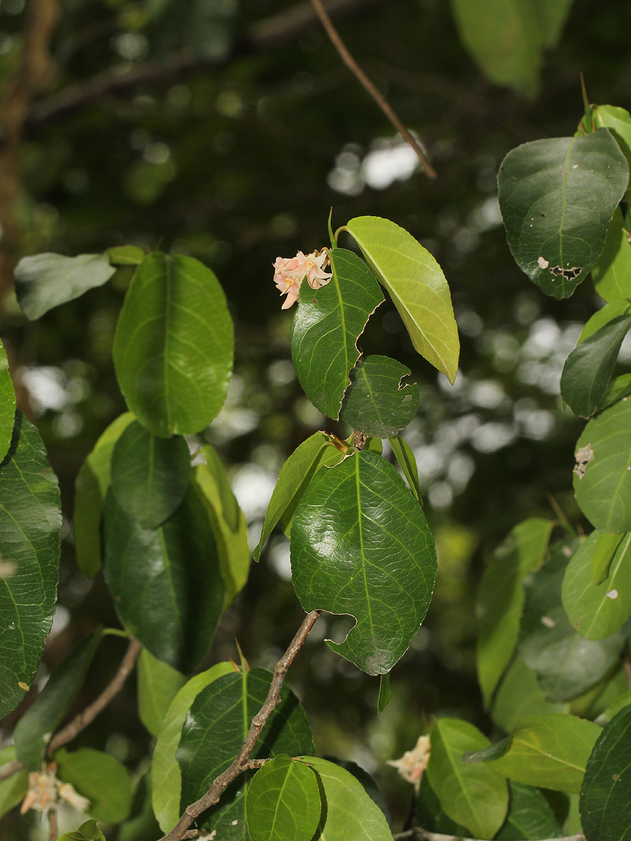 Rinorea elliptica