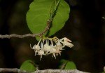 Rinorea elliptica
