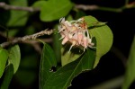 Rinorea elliptica