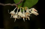 Rinorea elliptica