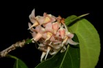 Rinorea elliptica