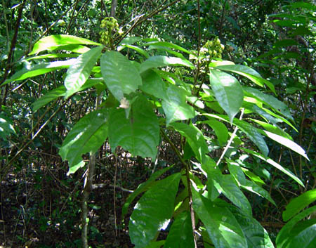 Rinorea ferruginea