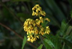 Rinorea ferruginea