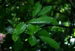 Rinorea ferruginea