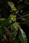 Rinorea ferruginea