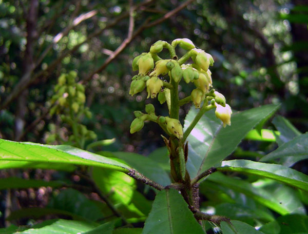 Rinorea ferruginea