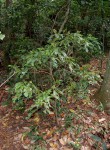 Rinorea ferruginea