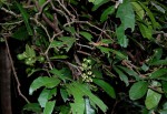 Rinorea ferruginea
