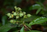 Rinorea ferruginea