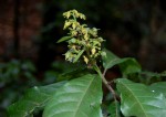 Rinorea ferruginea