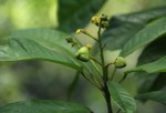 Rinorea ferruginea