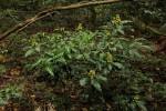 Rinorea ferruginea