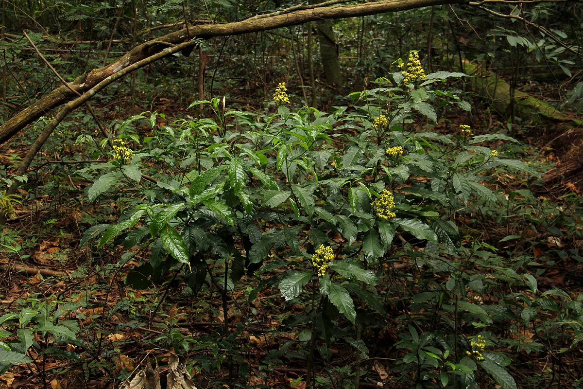 Rinorea ferruginea