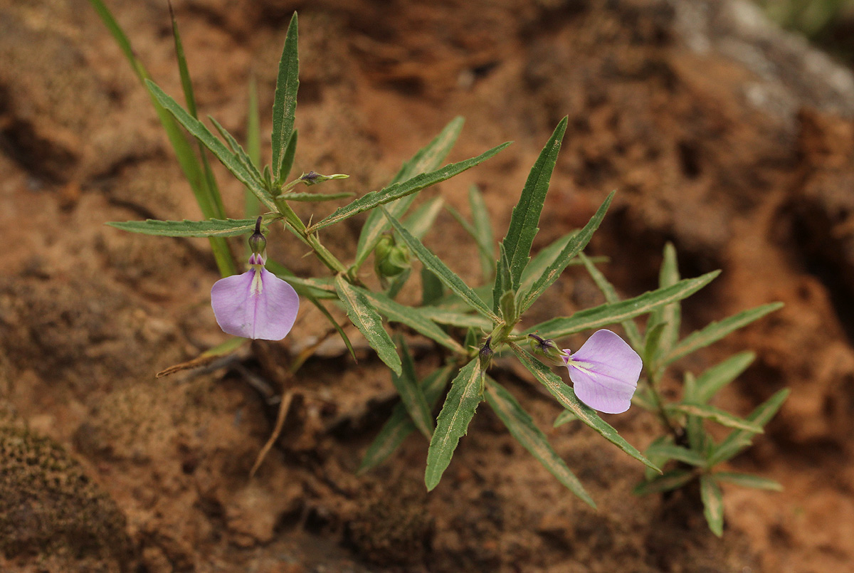 Afrohybanthus serratus