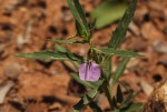 Afrohybanthus serratus