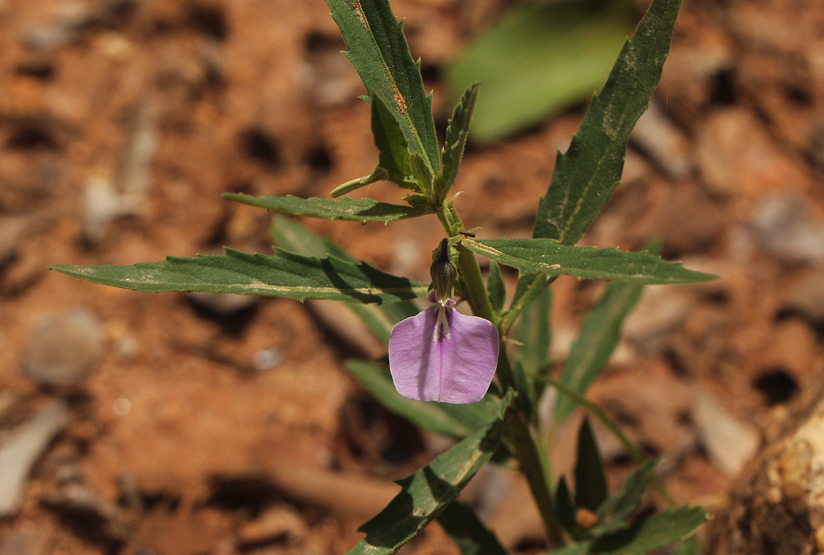 Afrohybanthus serratus