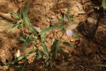 Afrohybanthus serratus