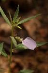 Afrohybanthus serratus