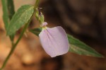 Afrohybanthus serratus