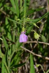 Afrohybanthus serratus