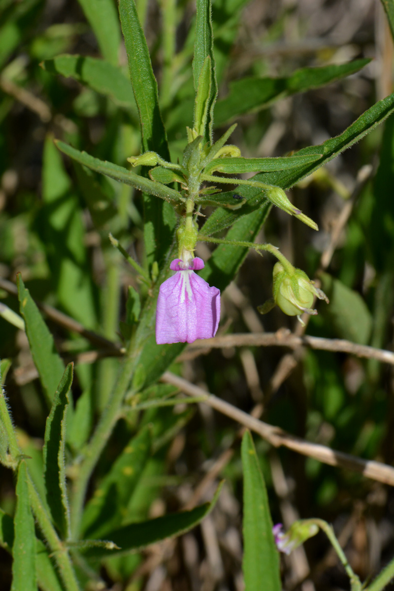 Afrohybanthus serratus