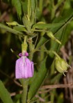 Afrohybanthus serratus
