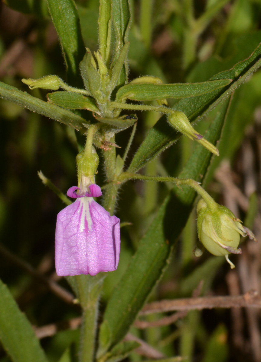 Afrohybanthus serratus