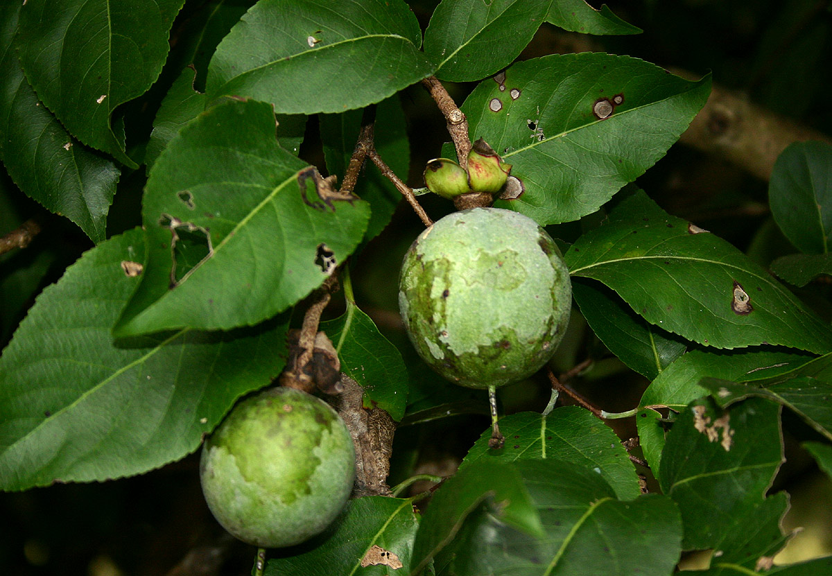 Oncoba spinosa