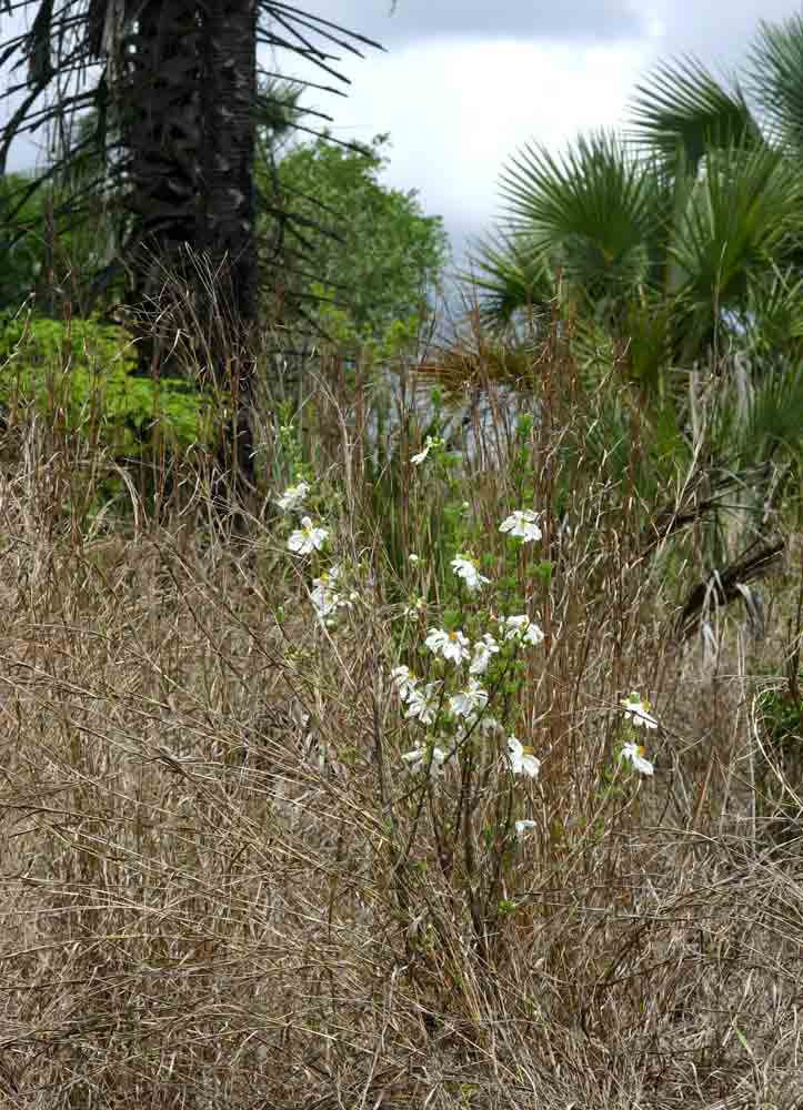 Xylotheca tettensis var. macrophylla