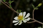Xylotheca tettensis var. macrophylla