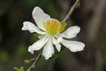 Xylotheca tettensis var. macrophylla