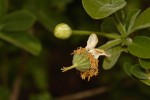 Xylotheca tettensis var. macrophylla