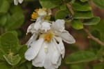 Xylotheca tettensis var. macrophylla