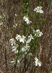 Xylotheca tettensis var. macrophylla
