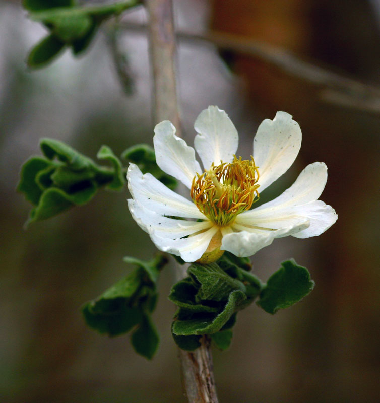 Xylotheca tettensis var. macrophylla