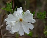 Xylotheca tettensis var. macrophylla